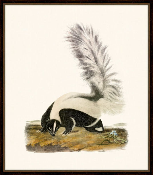 Audubon's Large-Tailed Skunk II