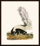 Audubon's Large-Tailed Skunk II