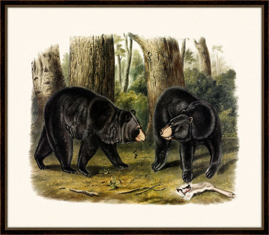 Audubon's American Black Bear II