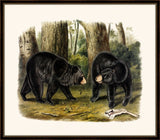 Audubon's American Black Bear II