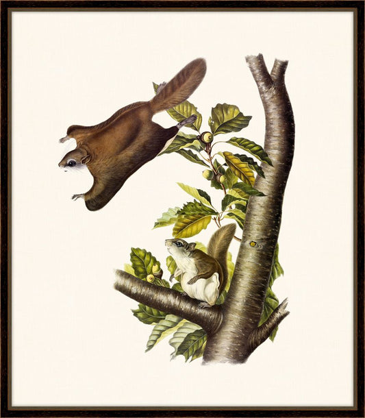 Audubon's Oregon Flying Squirrel II