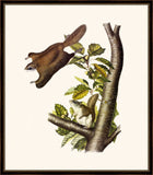 Audubon's Oregon Flying Squirrel II