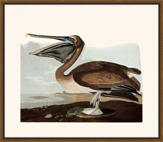 Audubon's Brown Pelican II