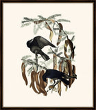 Audubon's Fish Crow II