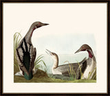 Audubon's Black Throated Diver II