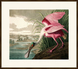 Audubon's Roseate Spoonbill I