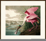 Audubon's Roseate Spoonbill I