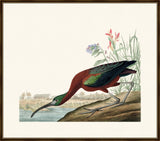 Audubon's Glossy Ibis I