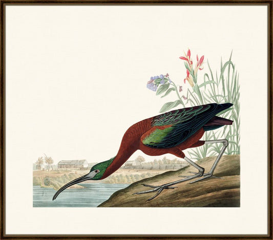 Audubon's Glossy Ibis I