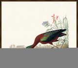 Audubon's Glossy Ibis I