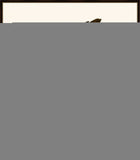 Audubon's Fish Hawk or Osprey II