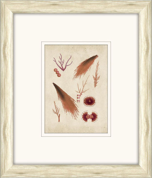 Sea Life in Light Wood II