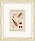 Sea Life in Light Wood II