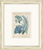 Sea Life in Light Wood III