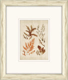 Sea Life in Light Wood IX