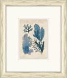 Sea Life in Light Wood X