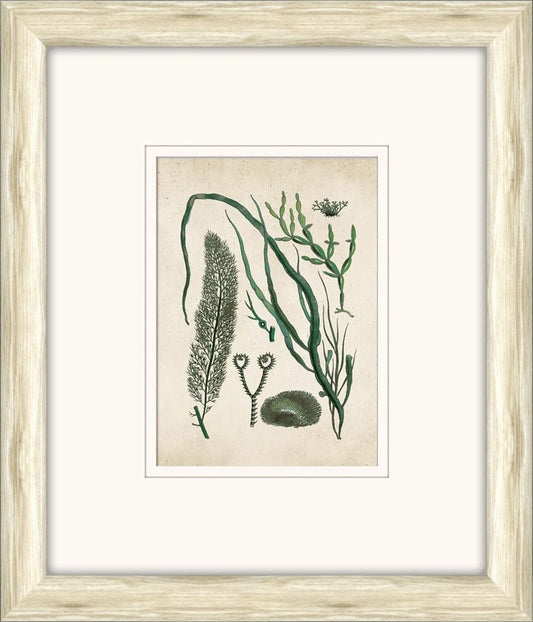 Sea Life in Light Wood XI