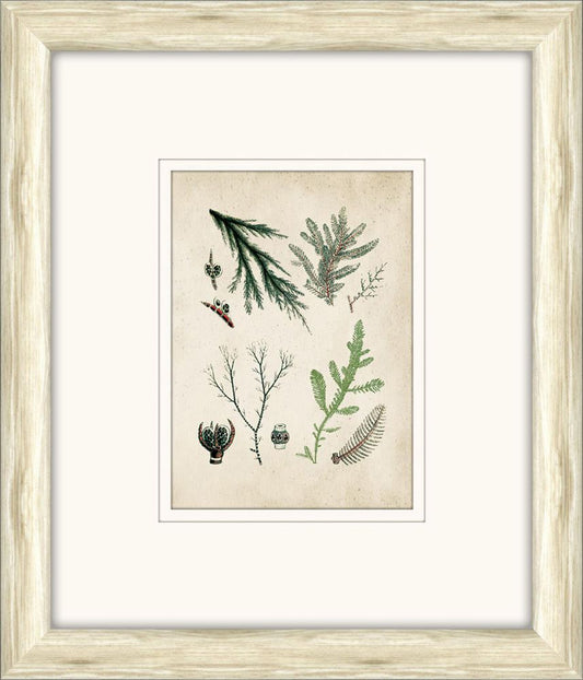 Sea Life in Light Wood XII