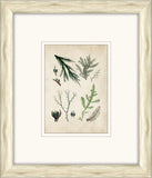 Sea Life in Light Wood XII