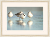 Sandpipers