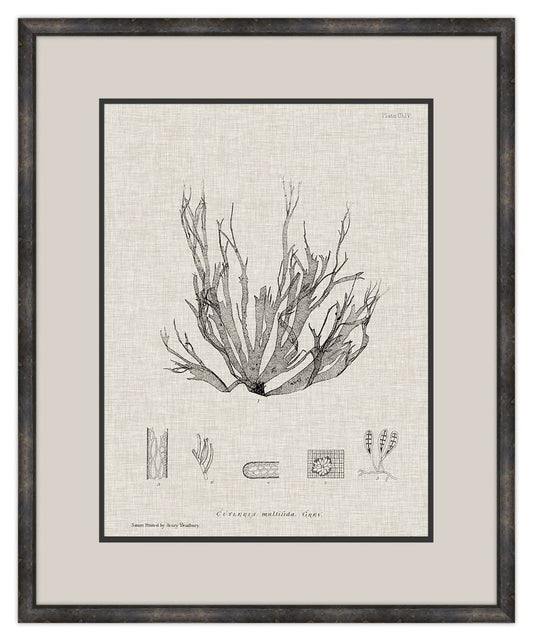 Charcoal & Linen Seaweed I