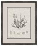 Charcoal & Linen Seaweed I