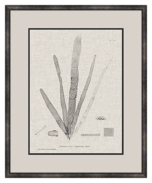 Charcoal & Linen Seaweed II