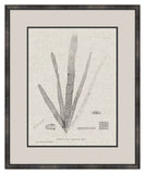 Charcoal & Linen Seaweed II