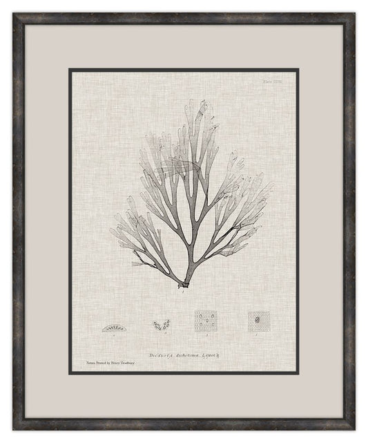 Charcoal & Linen Seaweed III