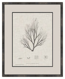 Charcoal & Linen Seaweed III