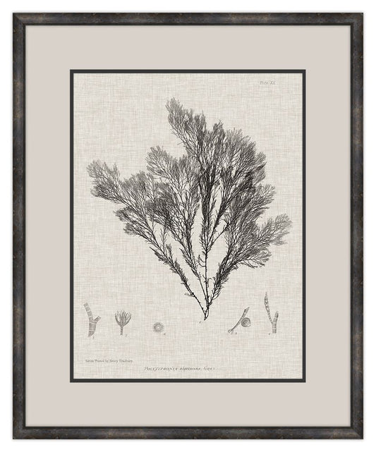 Charcoal & Linen Seaweed V