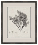 Charcoal & Linen Seaweed V