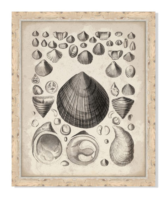 Antique Shells I