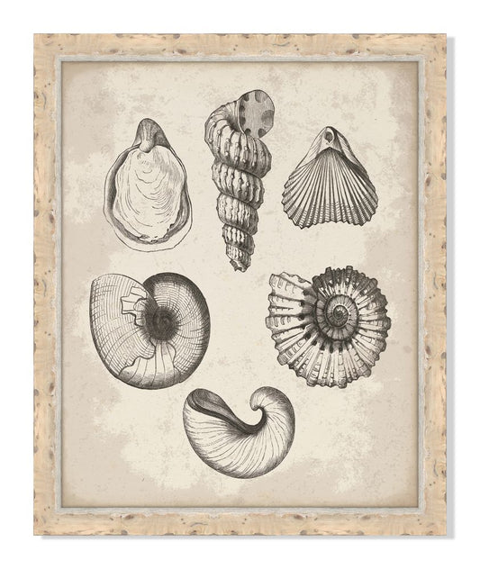 Antique Shells IV