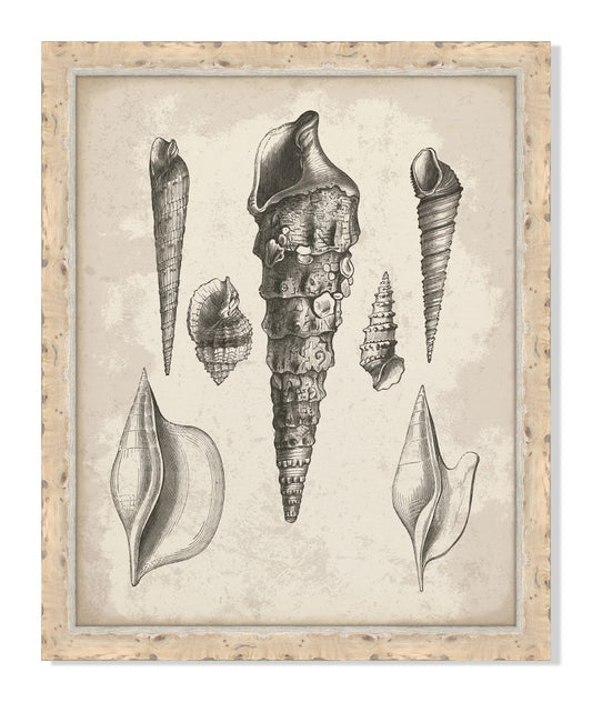 Antique Shells V