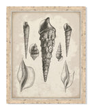 Antique Shells V