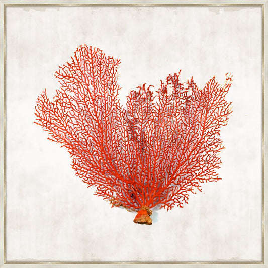Crimson Coral III