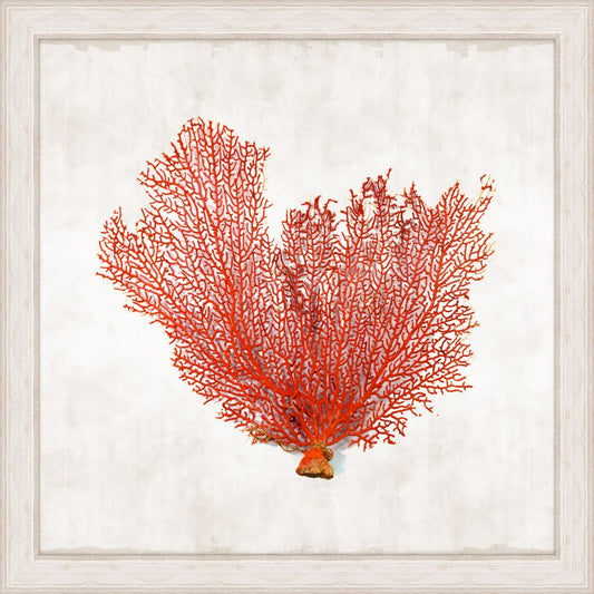 Crimson Coral Grande III