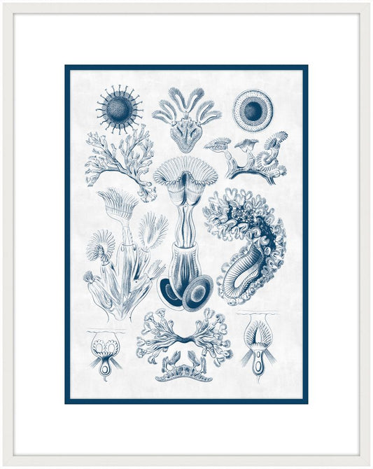 Haeckel Kunstformen I