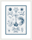 Haeckel Kunstformen I