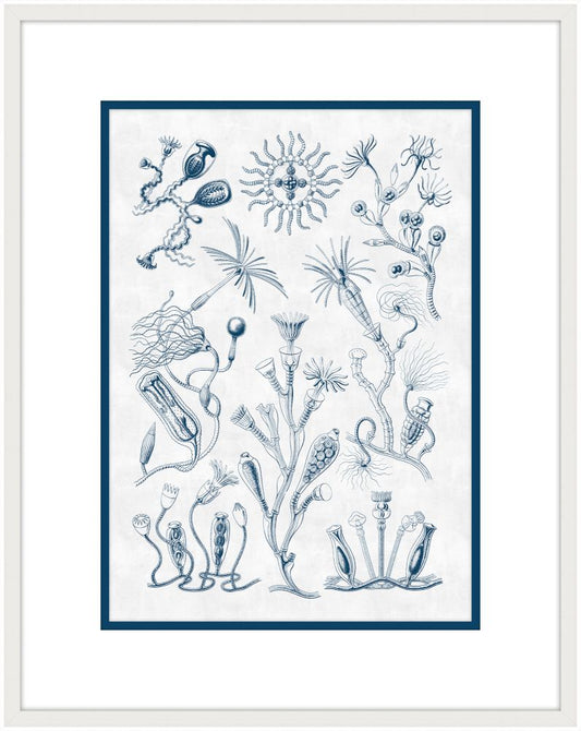 Haeckel Kunstformen II