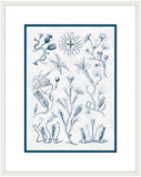 Haeckel Kunstformen II