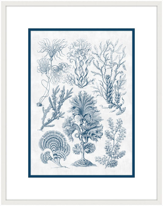 Haeckel Kunstformen III