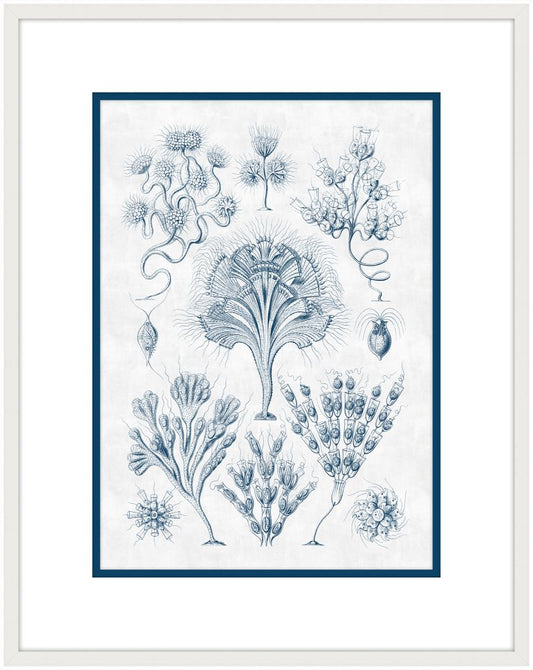 Haeckel Kunstformen IV