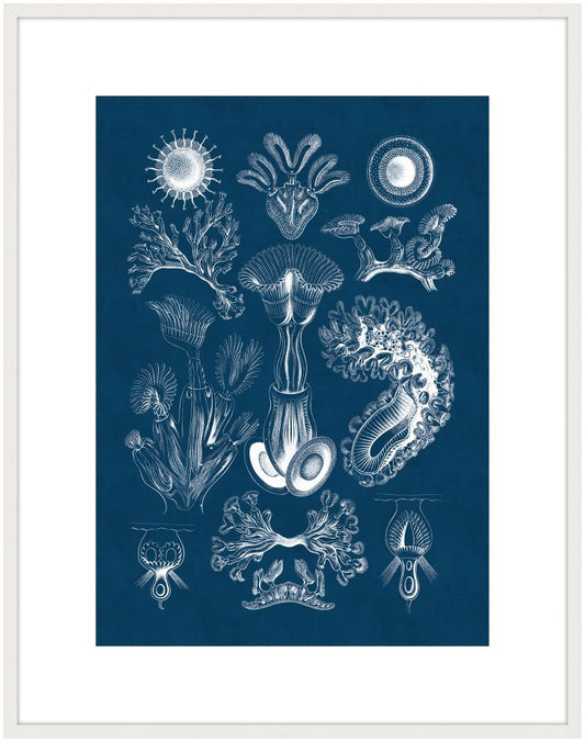 Haeckel Kunstformen I Reverse