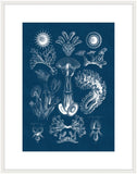 Haeckel Kunstformen I Reverse