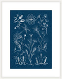 Haeckel Kunstformen II Reverse