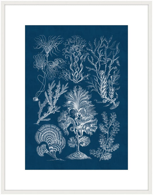 Haeckel Kunstformen III Reverse