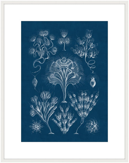 Haeckel Kunstformen IV Reverse