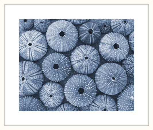 Blue Sea Urchins II